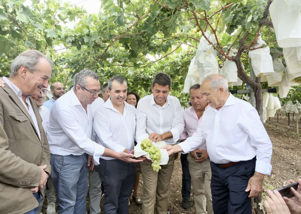 Corte Uva Empolsada Vinalopo (Foto Diputaciu00f3n de Alicante)