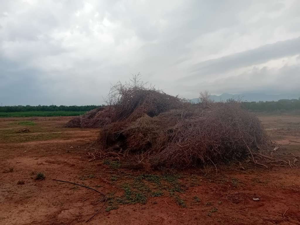 Restos quemas agrícolas ahora