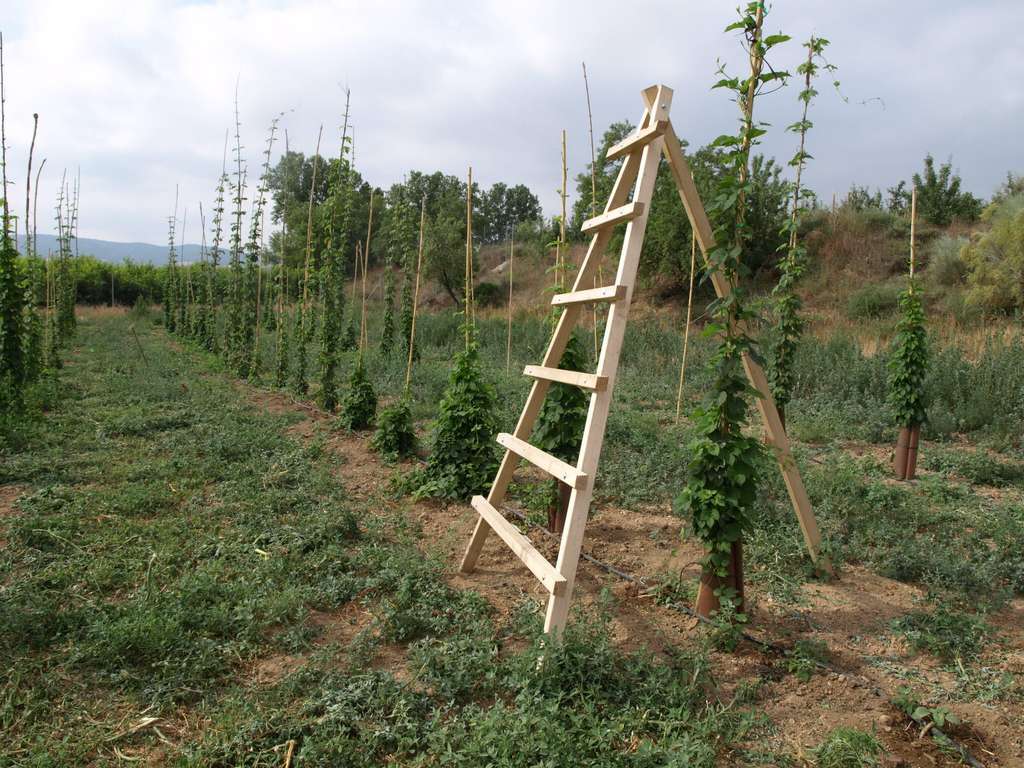 Entutorado del cultivo de lúpulo CDA Las Nogueras (Foto CARM)