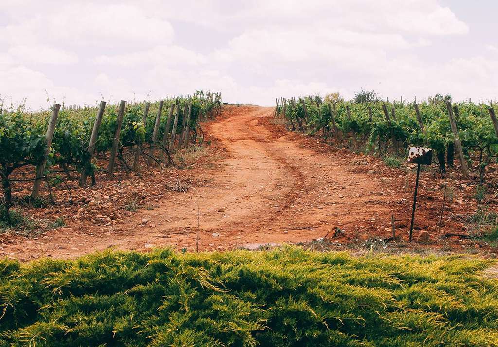 Viu00f1edos (Finca Ru00edo Negro web)