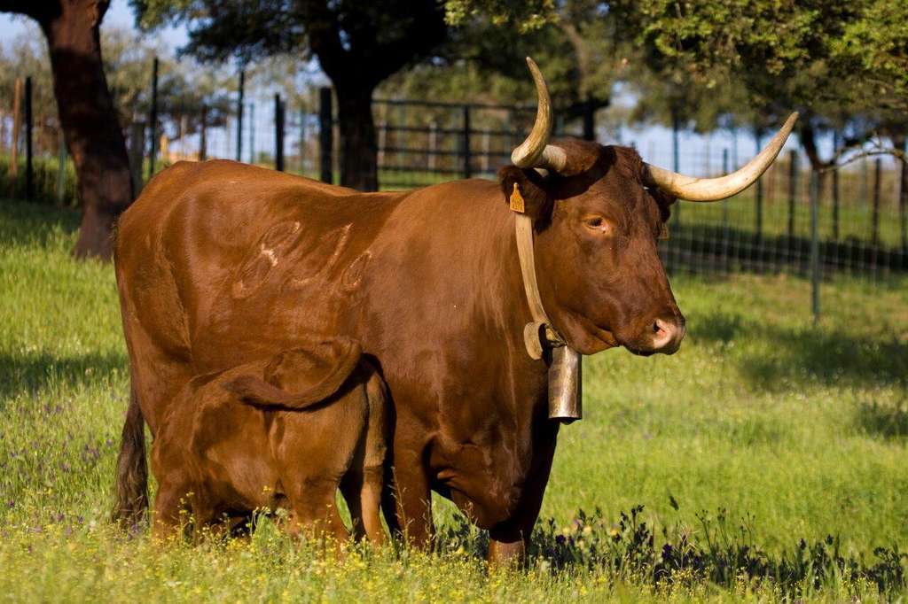 Vaca Retinta con cria 2 tcm30 114953