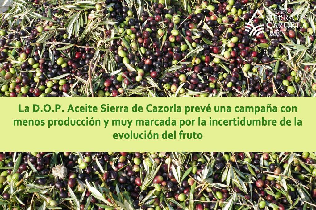 PREVISIONES DOP ACEITE SIERRA DE CAZORLA (octubre 2023)