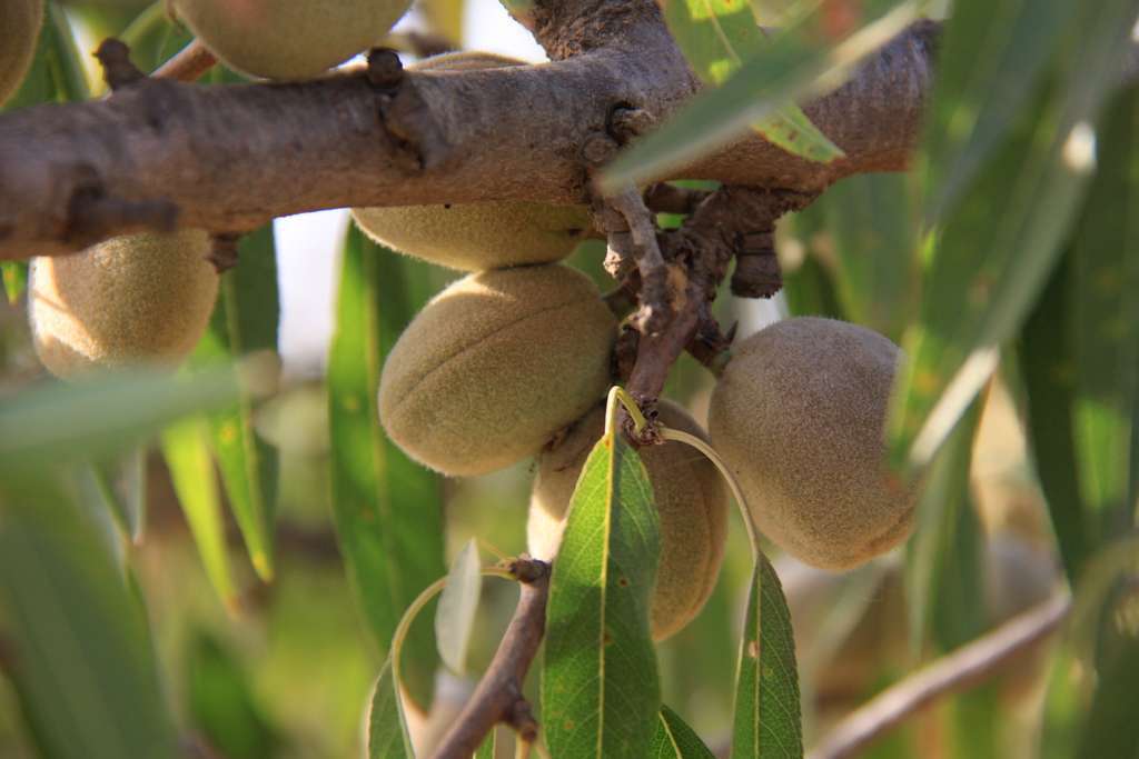 Almendras árbol (Foto UPA)