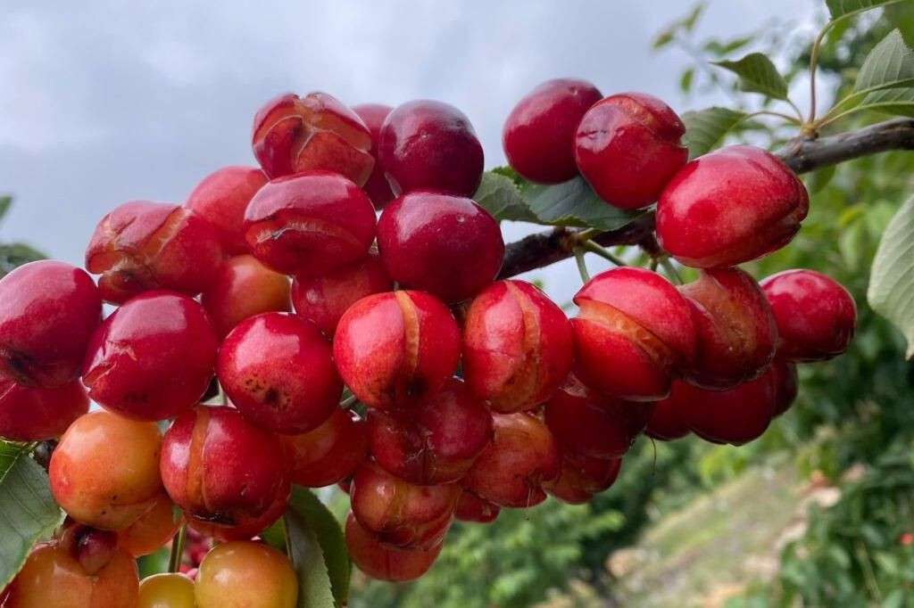 Daños cereza por lluvias torrenciales (Foto UPA UCE)