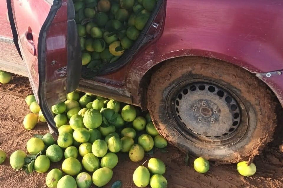 Robo 1.200 kilos naranjas Sevilla (Foto Guardia Civil)