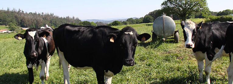 Vacas lecheras pastando (Foto UPA)
