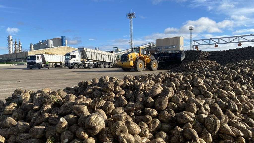 Remolacha fabrica ACOR primer du00eda campana (Foto ACOR)