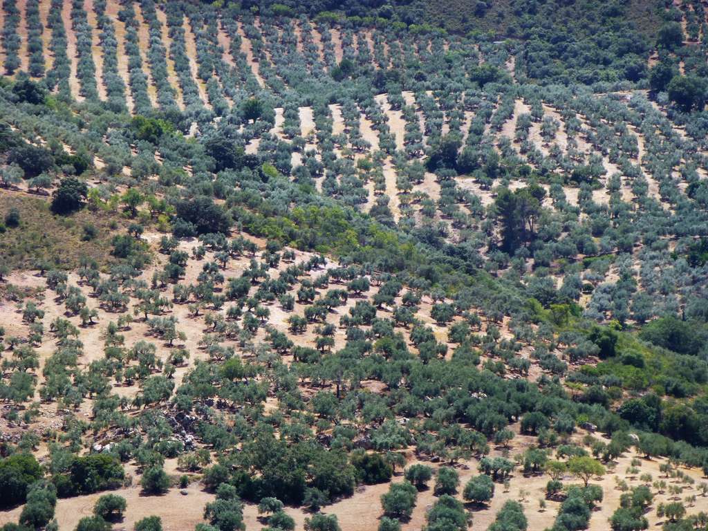Olivar Cu00f3rdoba (Foto Asaja Cu00f3rdoba)