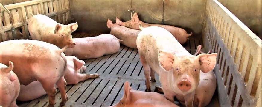 Granja porcino (Foto Agrupación Defensa Sanitaria Ganado Porcino Fuente Álamo Adespofa)