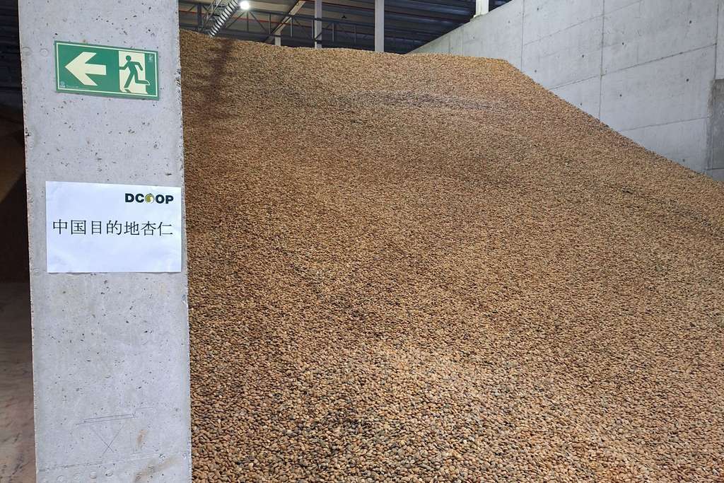 Preparando almendra destino China (Foto Dcoop)
