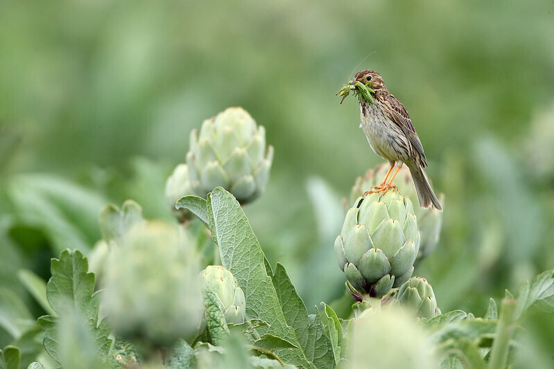 Cultivo ecológico de alcachofas (Foto Alberto Villafranca Escribano_Foto Rural_UPA)