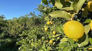 LIMON DE MURCIA