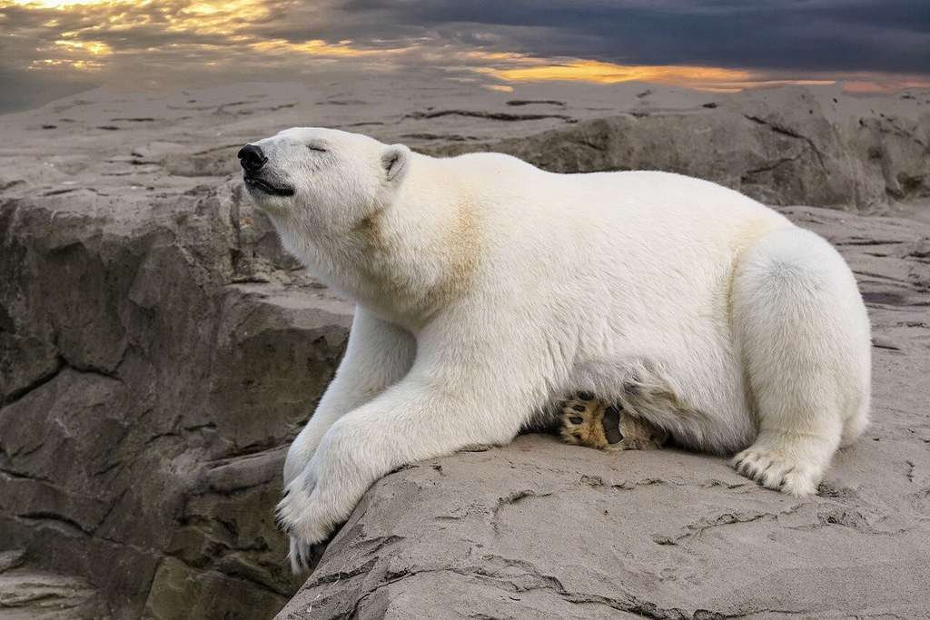 Oso polar (Imagen de Markus Kammermann en Pixabay)