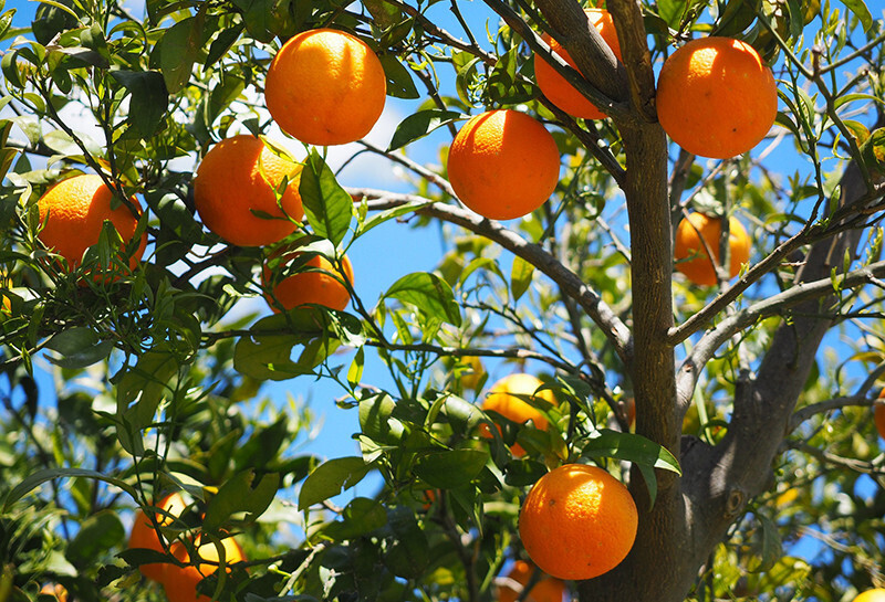 Ava naranjas