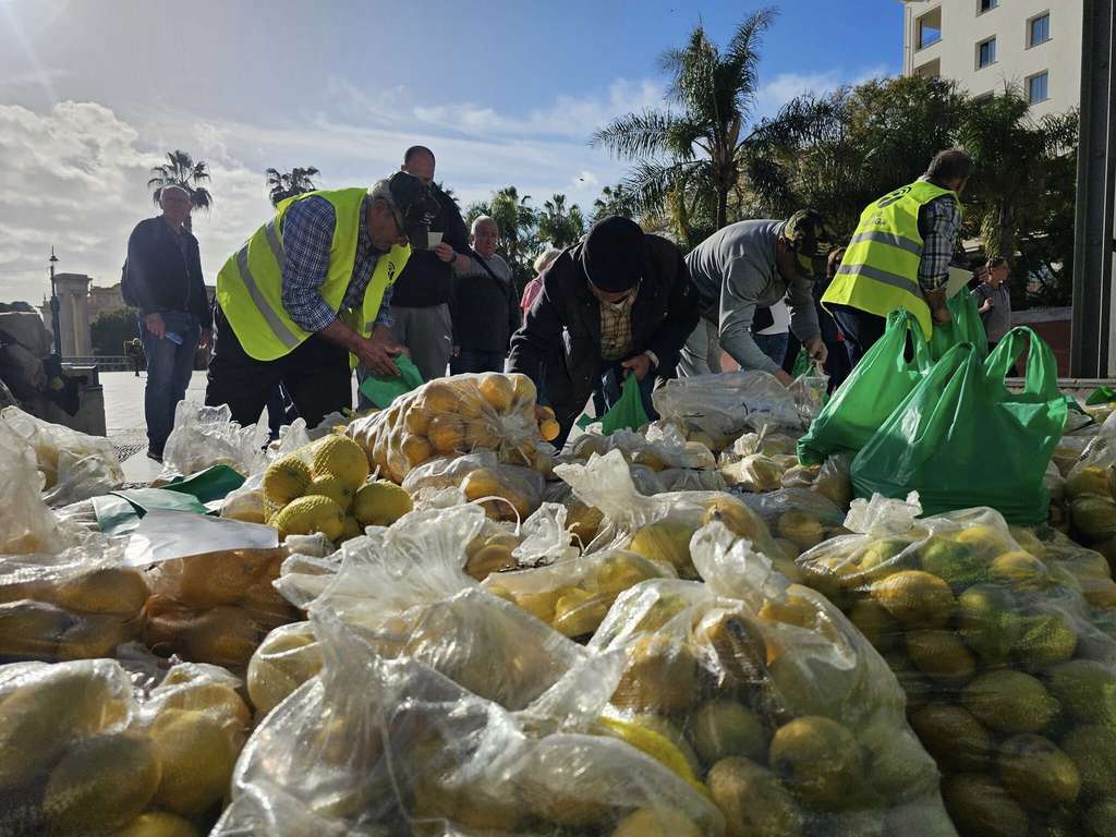 Reparro limones precios de ruiina (Foto UPA Mu00e1laga FBRRSS)