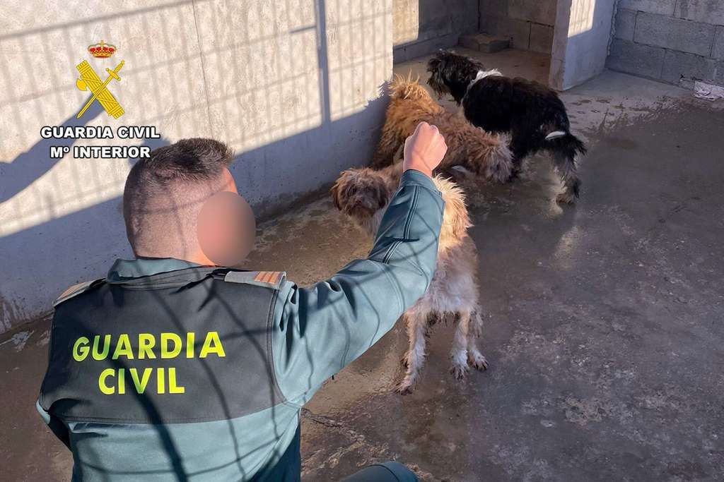 OP INVESTIGADOS MALTRATO ANIMAL PPN Águilas (Foto Guardia Civil)