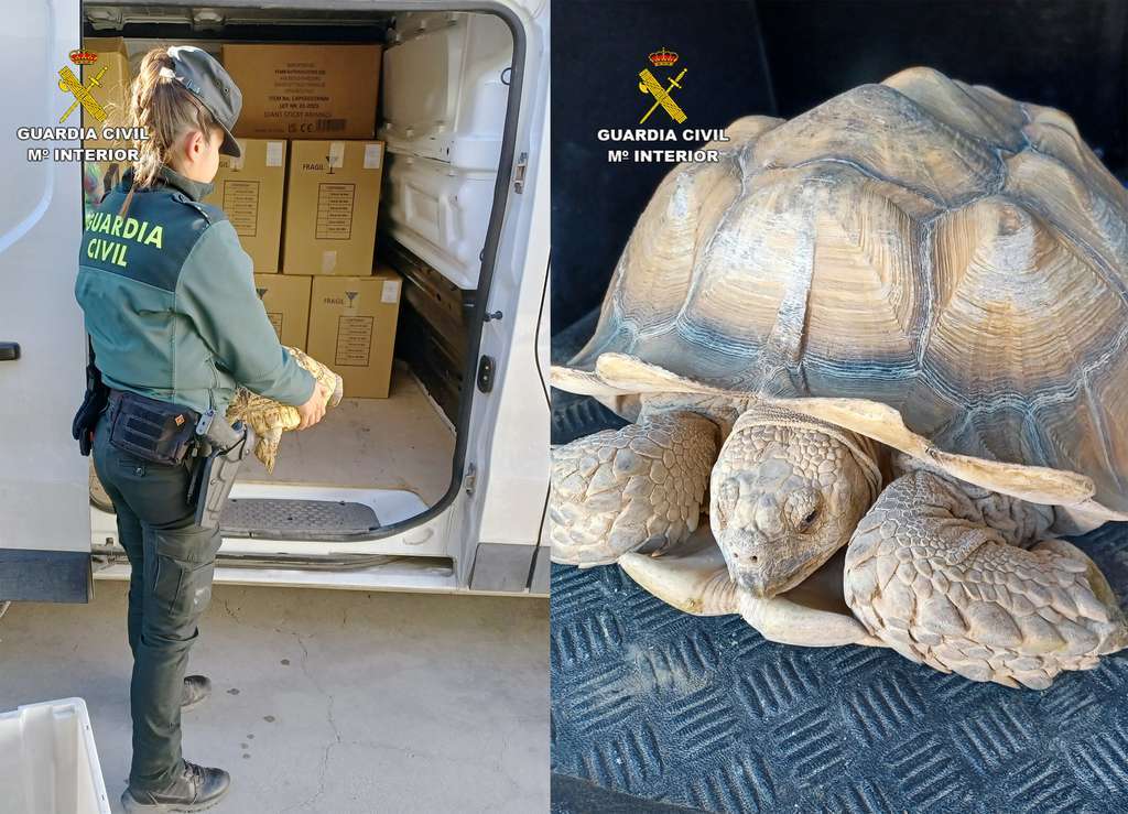 20230122 RECUPERACION TORTUGAS dos