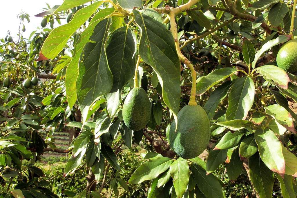 Cultivo aguacate (Foto Ifapa)