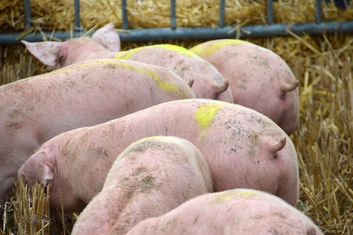 Ganado porcino granja (Foto Uniu00f3n de Uniones)
