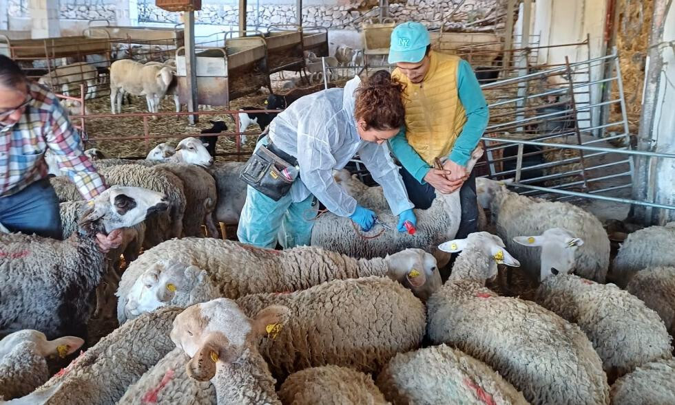 Vacunación Lengua Azul Alicante (Foto Generalitat Valenciana)