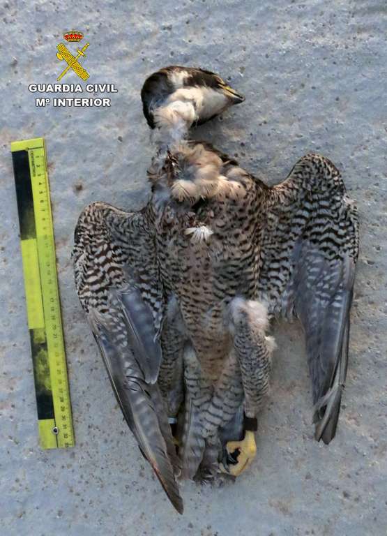 20240304 INVESTIGADO HALCON MUERTO ALHAMA 01 