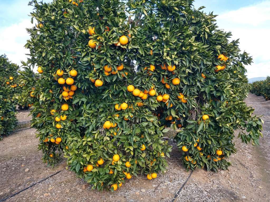 Naranjas en u00e1rbol (Foto Asaja Cu00f3rdoba)