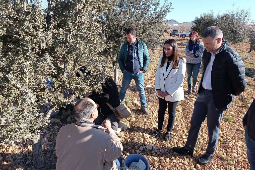 Rubira cosecha trufa negra finca experimental Caravaca (Foto CARM)