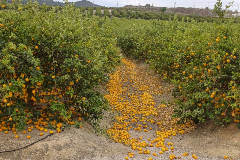 Limu00f3n por los suelos por no poder recogerse (Foto Asaja Alicante)
