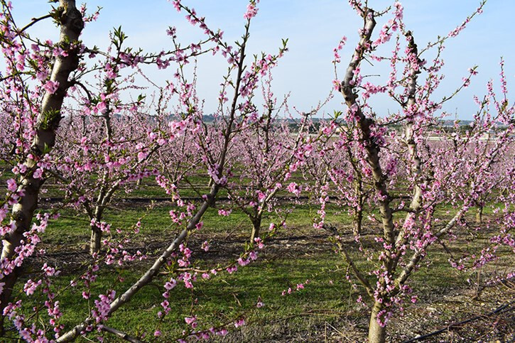 Fruta de hueso en flor floraciu00f3n (Foto Uniu00f3 Pagesos)