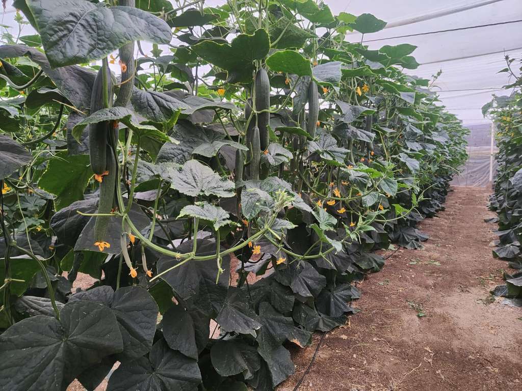 3.  VARIEDAD ABETO EN  INVERNADERO