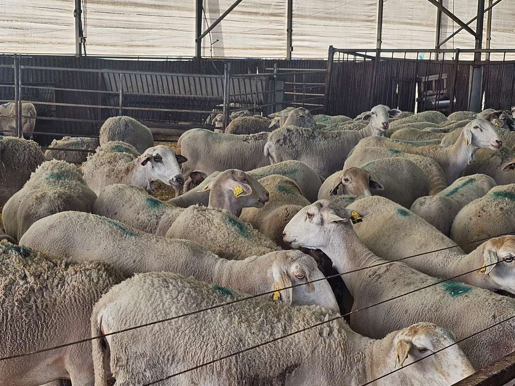 Ovejas ovino cabaña ganaderas alicantina (Foto Generalitat valenciana)