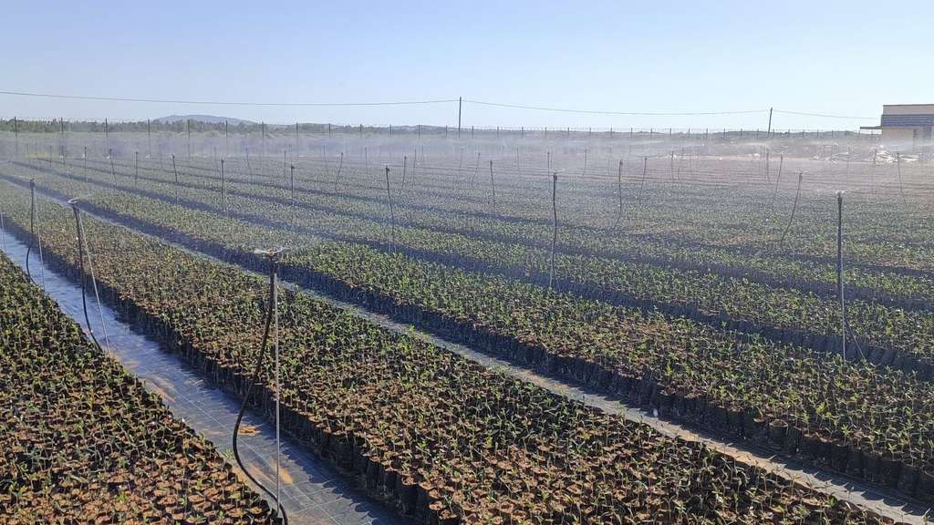 Vivero de olivo en Elvas, Portugal (Foto AGR by De Prado RRSSFB)