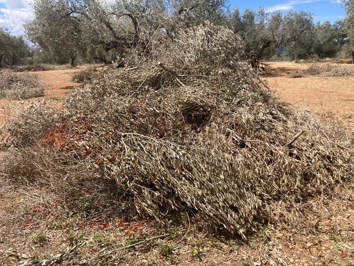 Resto de poda para quemar (Foto Uniu00f3n de Uniones)