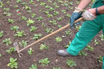 CultivarFotoIntef 2