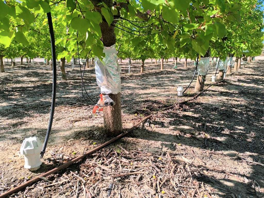 Cultivo albaricoque menos agua (Foto UMH Elche)