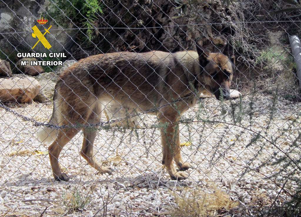 20240527 OP STICK INVESTIGADOS MALTRATO ANIMAL CALASPARRA PPN CV 03
