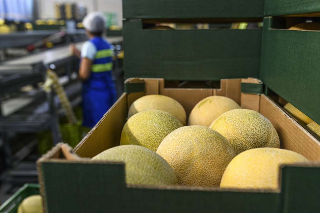 Fotos melon