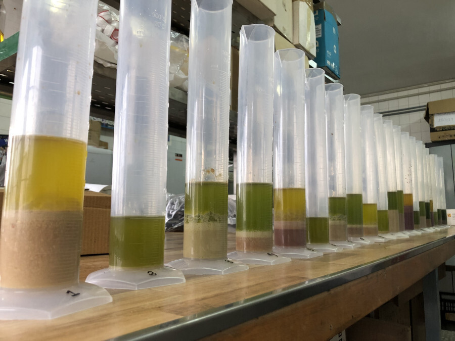 Imagen con diferentes muestras de aceite de oliva (Foto Univ Cu00f3rdoba UCO)