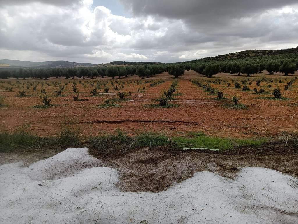 Tormenta granizo Manzaneque (Foto Asaja Toledo)