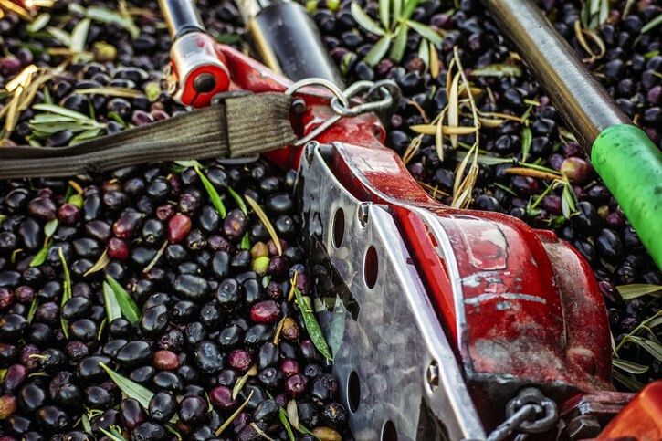 Transformaciu00f3n aceituna de mesa (Foto La Uniu00f3n de Extremadura)