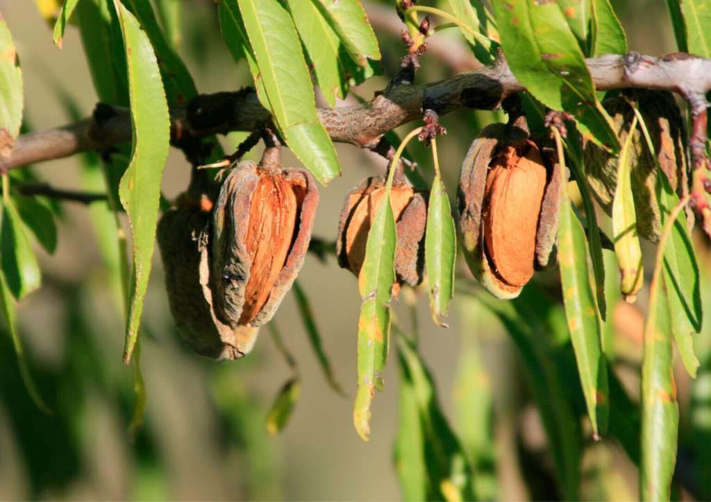 Secano almendra sequu00eda (Foto COAG Almeru00eda)