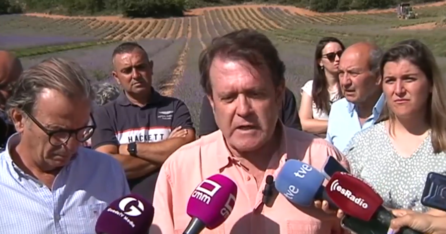 Plaga gusano lavanda (Foto Anipam)
