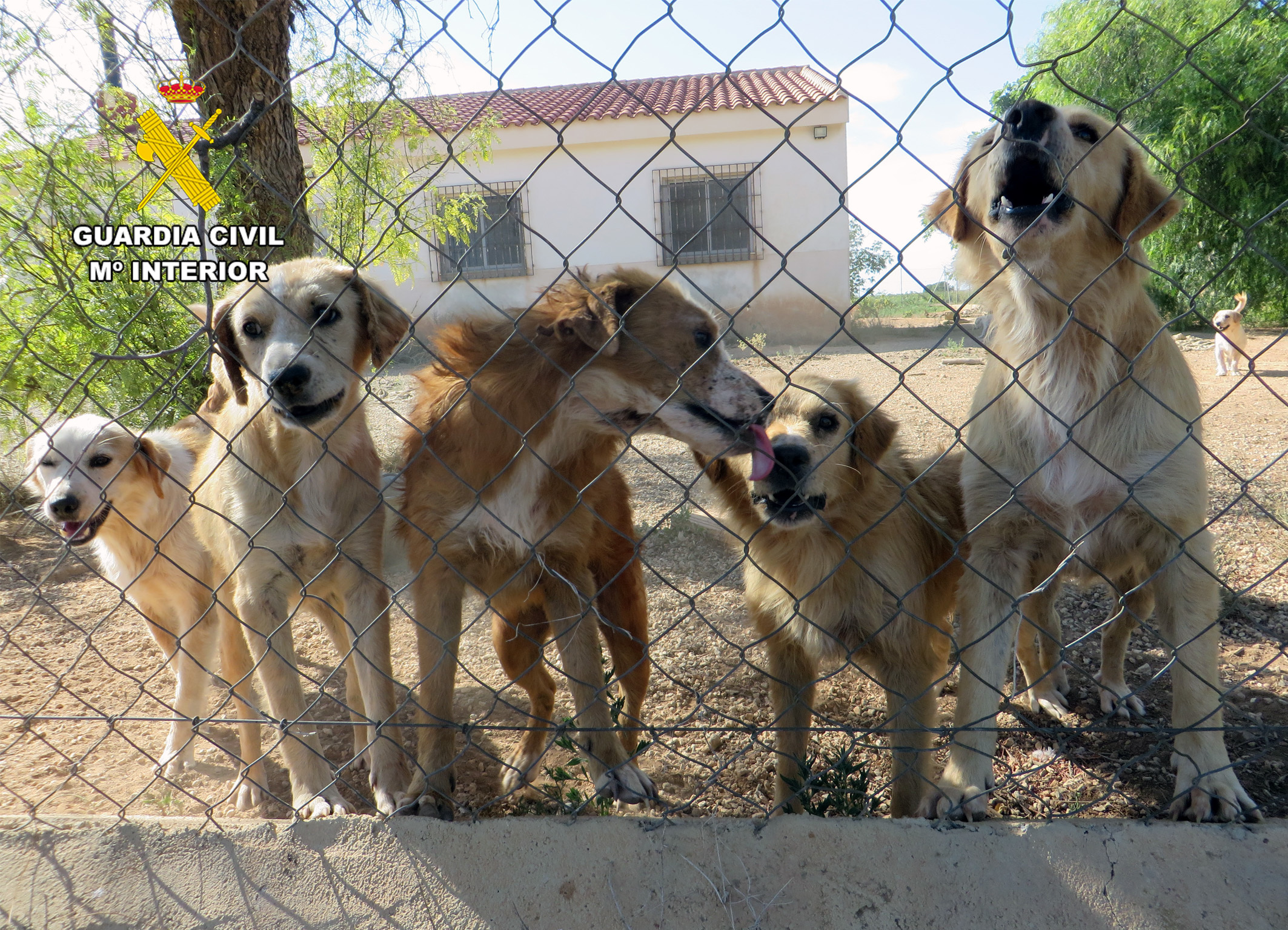 Algunos de los perros rescatados en la Operación Vida de Mula y Pliego (Foto Guardia Civil)
