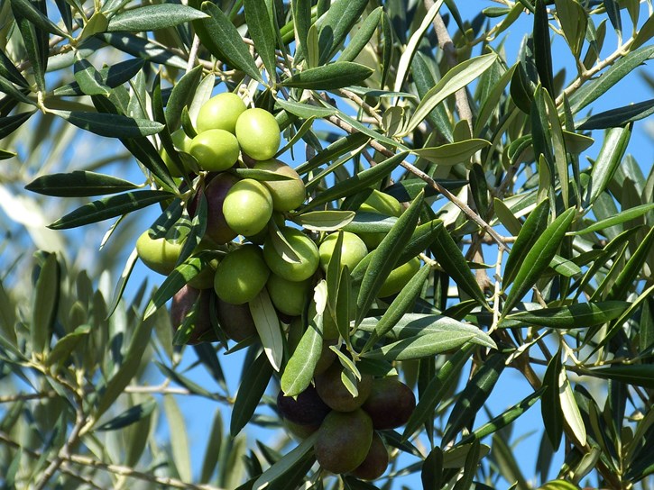 Aceitunas en un olivo (Foto Unión de Uniones)