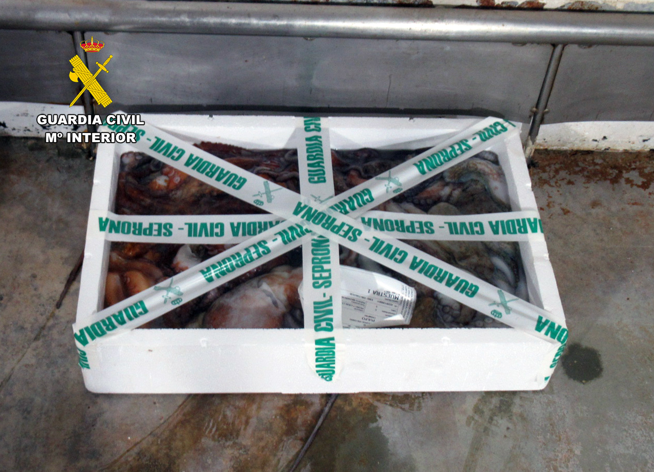 Caja precintada con ejemplares de pulpo inmaduro (Foto Guardia Civil)