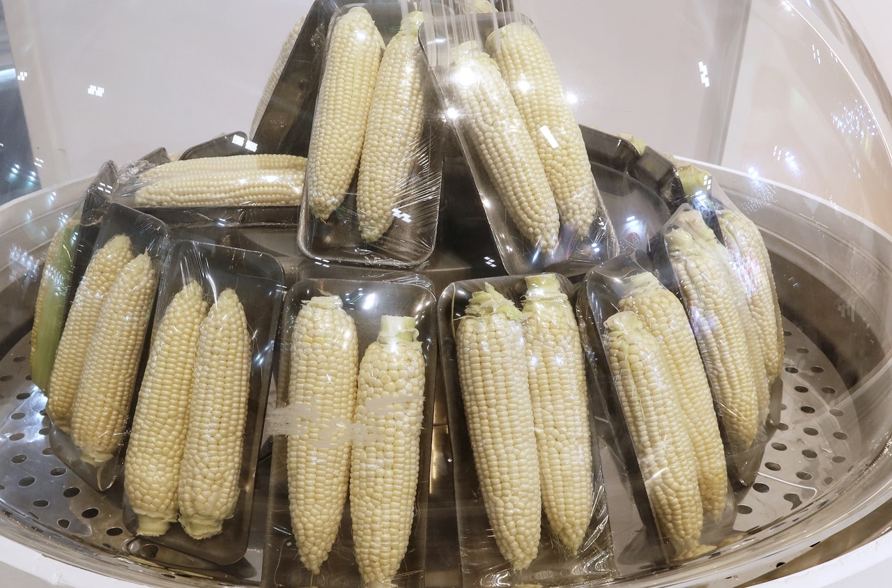 Variedad de maíz Glacial (Foto Syngenta)