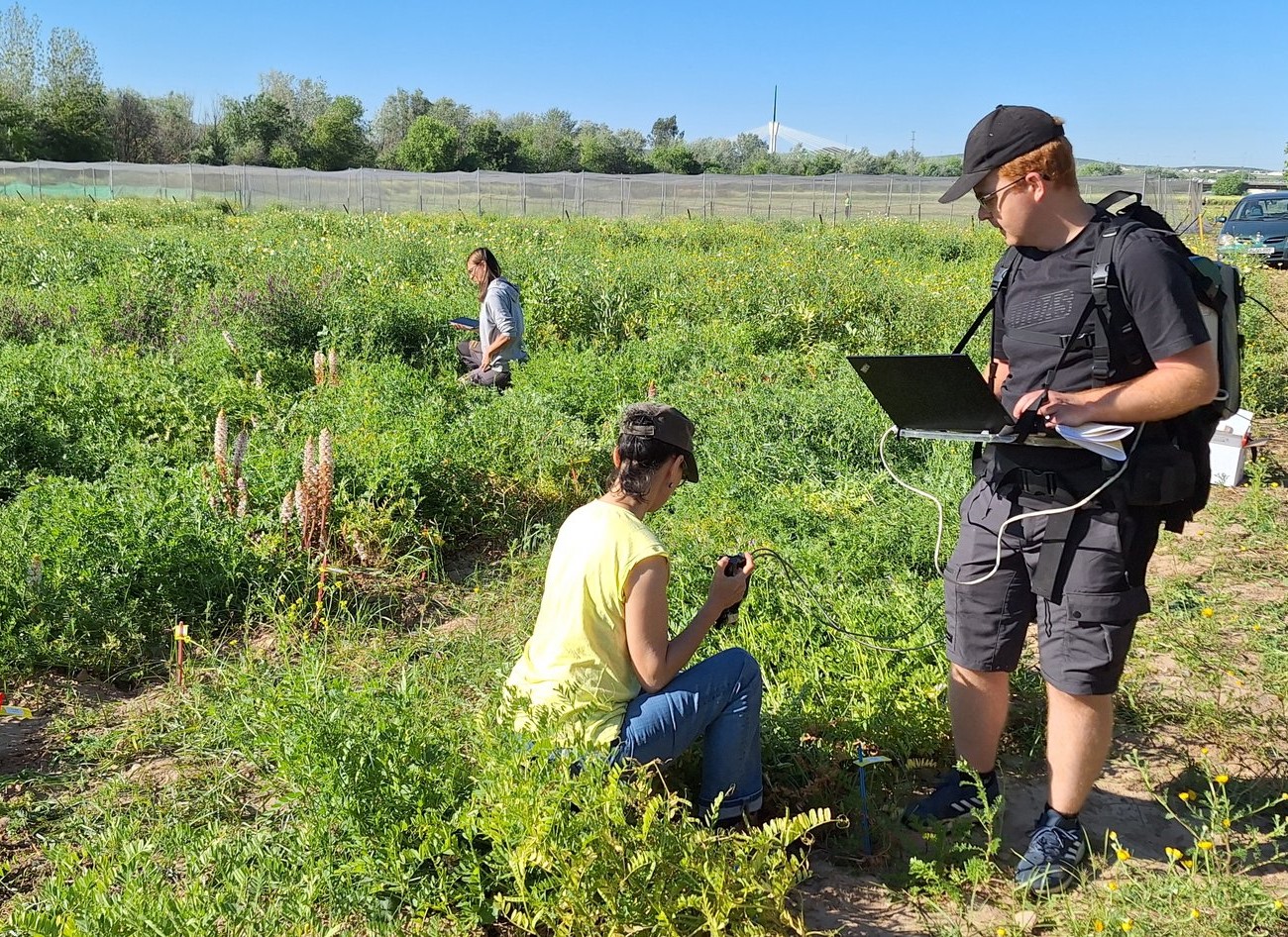 Investigadores sobre cereal realizando trabajo de campo (Foto IRNASA-CSIC)