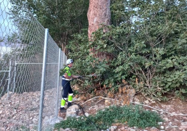 Riego de socorro los pinos centenarios de Churra (Foto Ayto de Murcia)