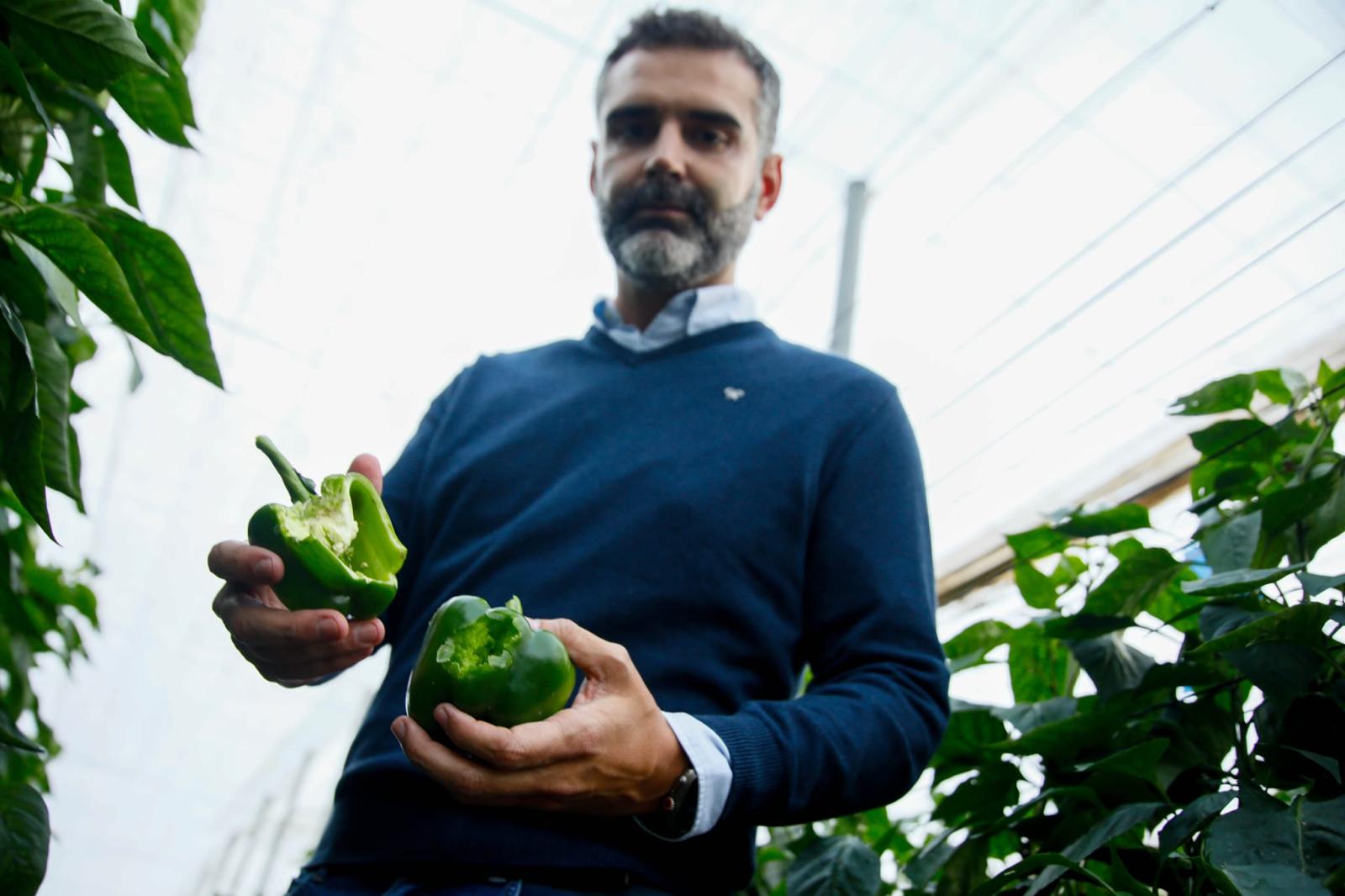 Fernández-Pacheco muestra los daños de la DANA en invernaderos de El Ejido (Foto Junta de Andalucía)
