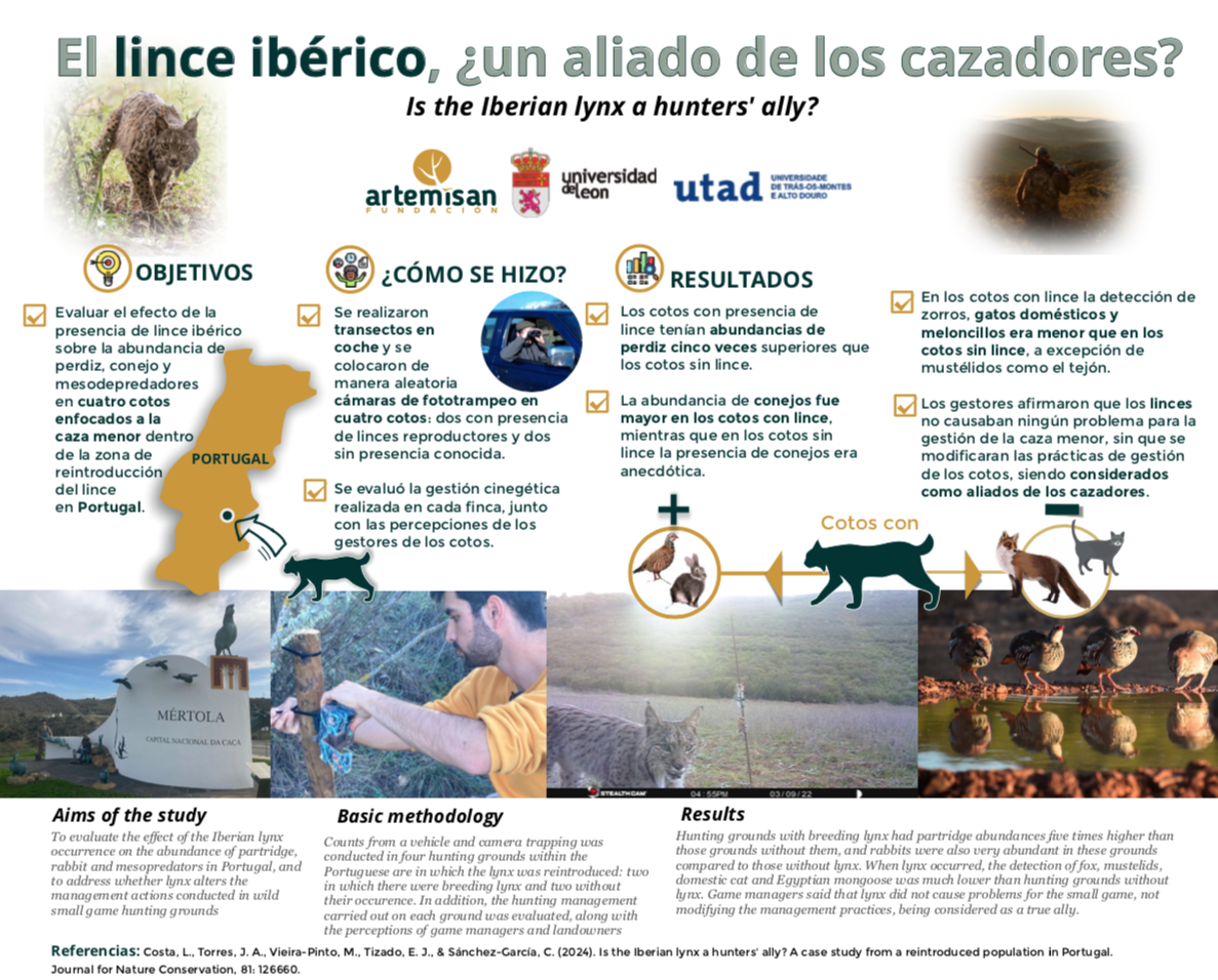 Estudio del lince ibérico y la caza (Imagen Fundación Artemisan)